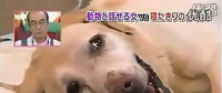 要讓人類(lèi)聽(tīng)懂動(dòng)物的語(yǔ)言，AI還需克服哪些難題？