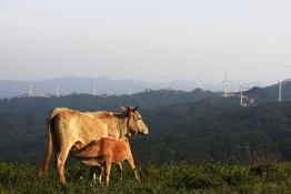 舐犢情深-華潤(rùn)電力隨州鳳鳴風(fēng)電場(chǎng)