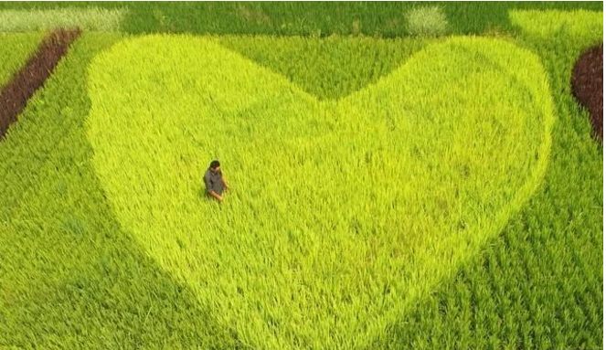 互聯(lián)網(wǎng)給農(nóng)民農(nóng)業(yè)帶來了什么？本文告訴你！
