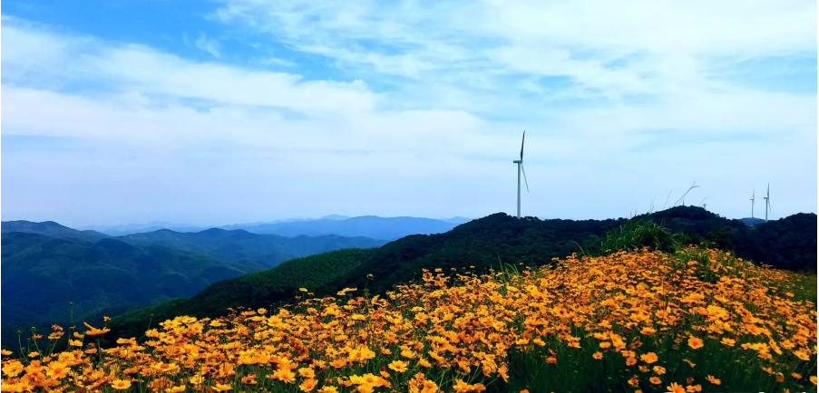 寧波一條風(fēng)電工程道路 變身“最美鮮花風(fēng)車(chē)公路”