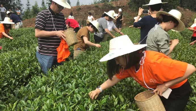這片北緯30°的優(yōu)質(zhì)茶園，探索了產(chǎn)業(yè)扶貧擁抱“互聯(lián)網(wǎng)+“新路
