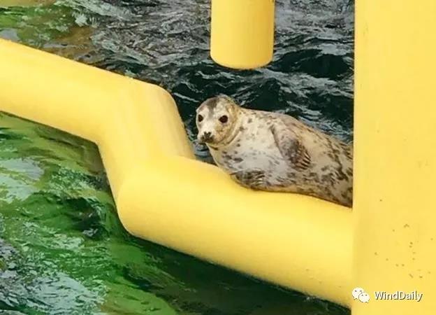 海上風(fēng)電破壞海洋生態(tài)？海豹：想多了！